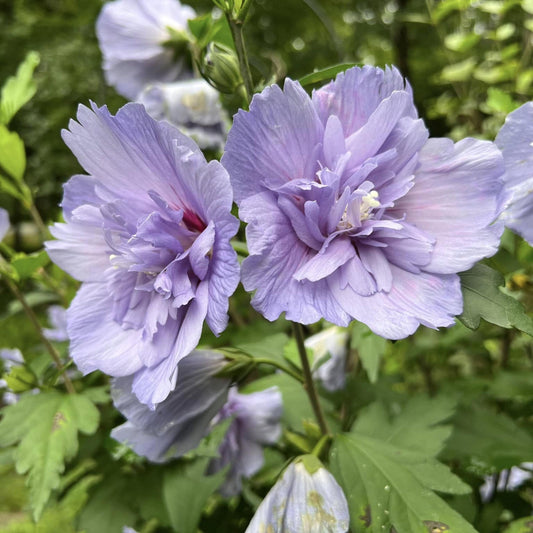 Blue Chiffon Hibiscus seeds