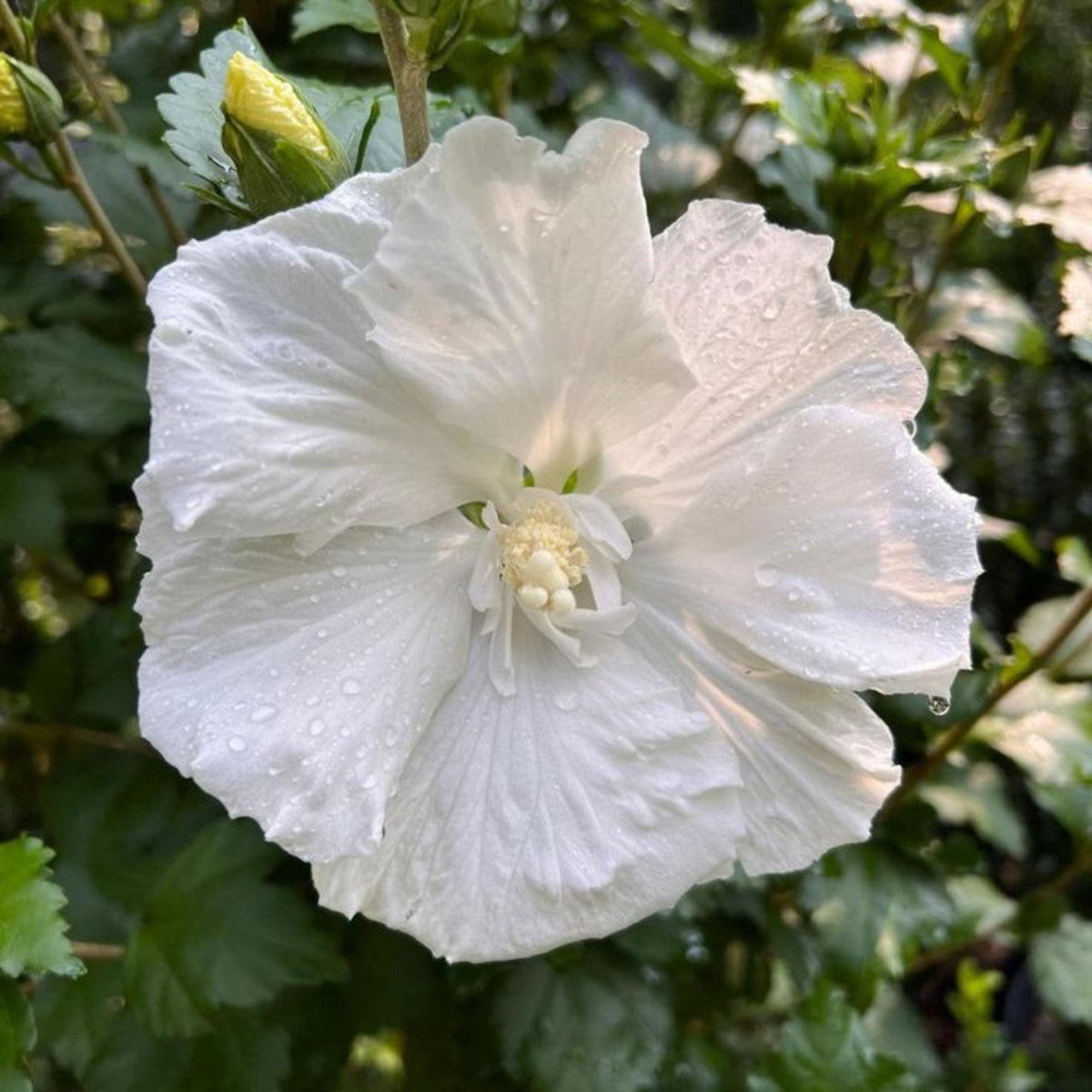 Diana of Sharon Hibiscus seeds