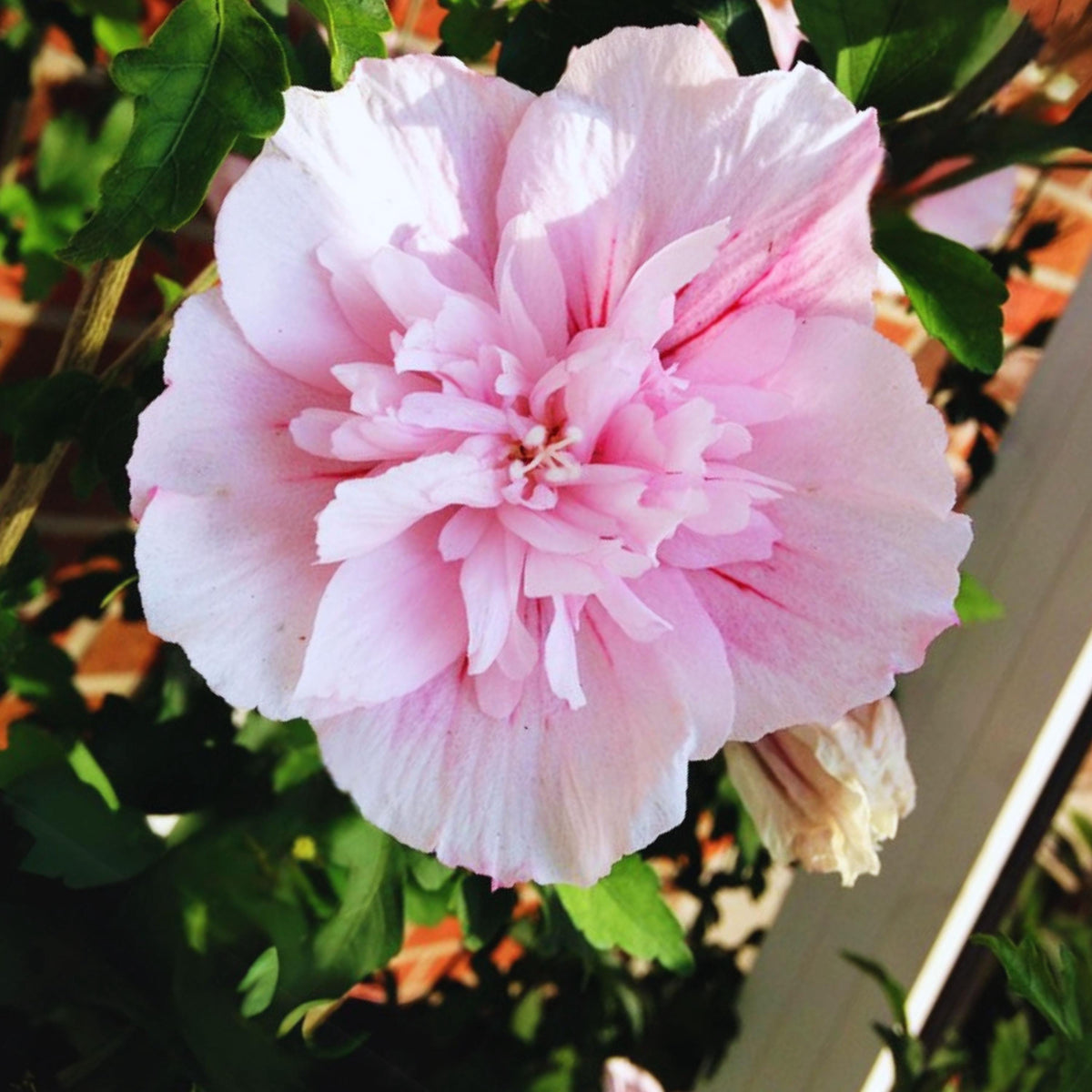 Lavender Chiffon of Sharon Hibiscus seeds