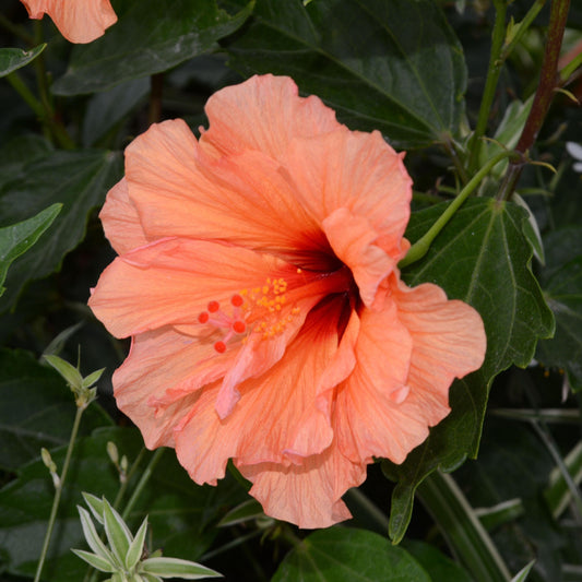 Double Peach Hibiscus seeds