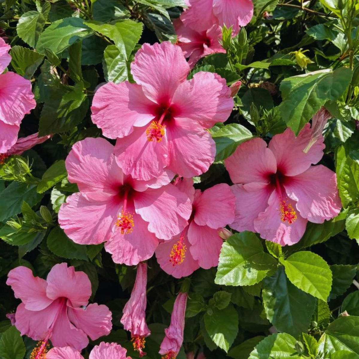Pink Hibiscus seeds