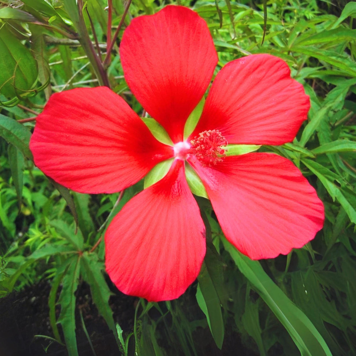 Scarlet Rosemallow seeds