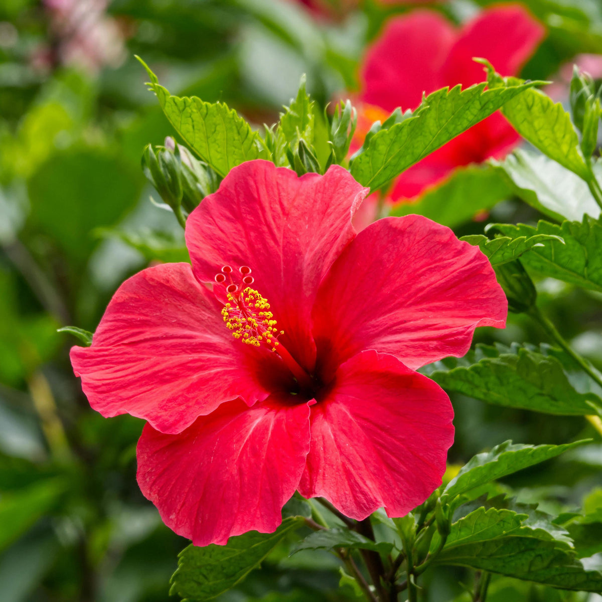 Red Hibiscus seeds