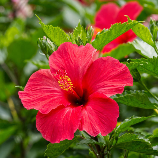 Red Hibiscus seeds
