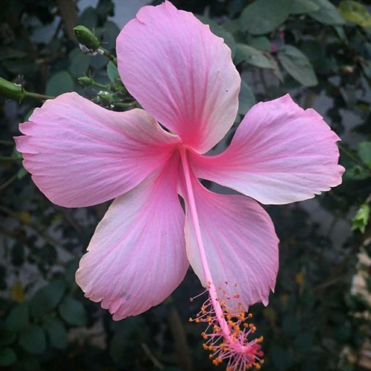 Light Pink Hibiscus seeds