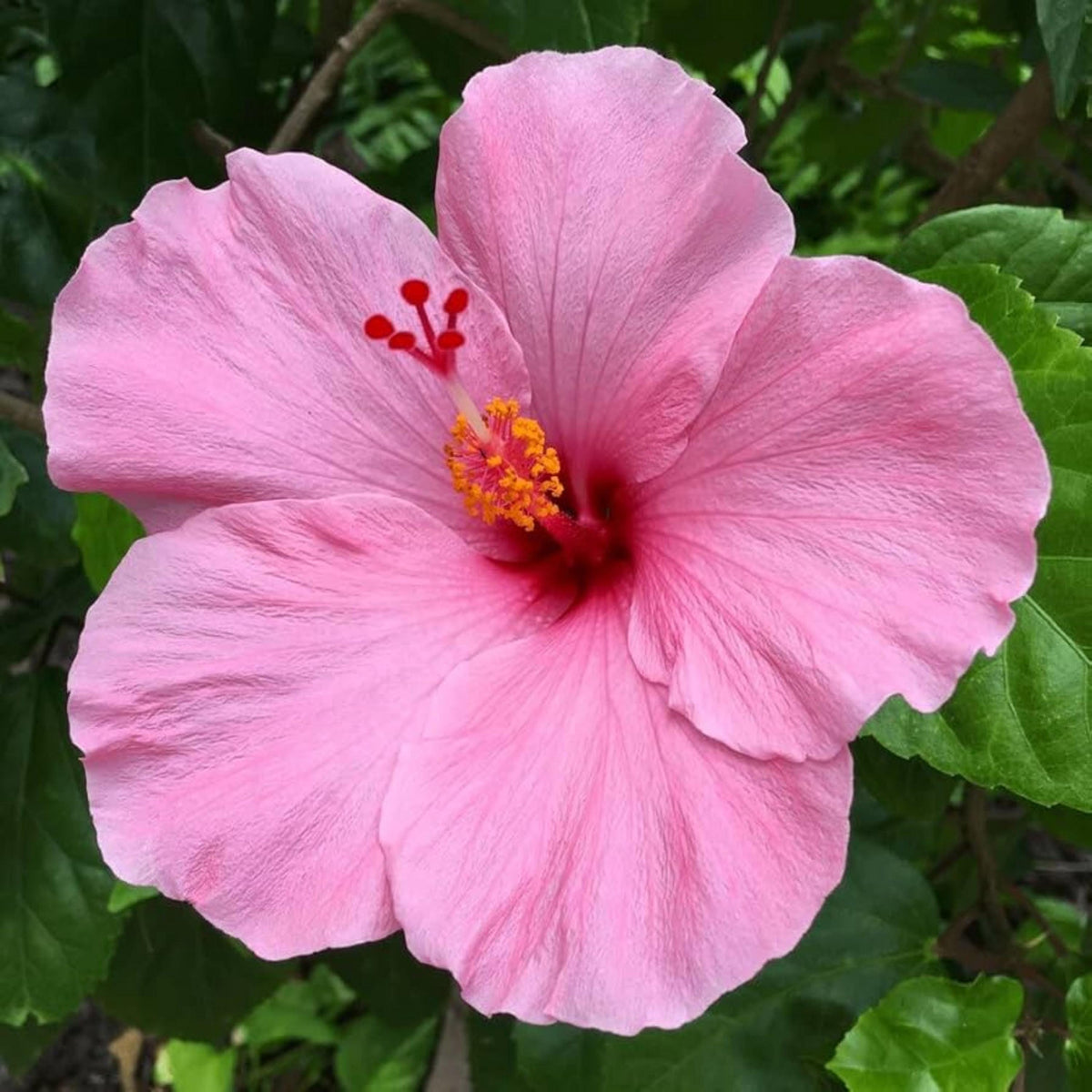 Seminole Pink Hibiscus seeds