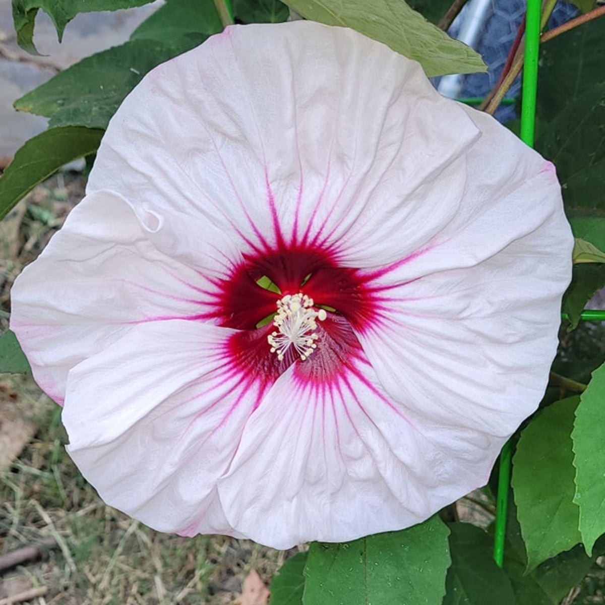 Kopper King Mallow seeds
