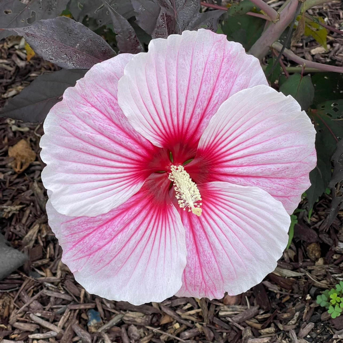 Starry Night Mallow Hibiscus seeds