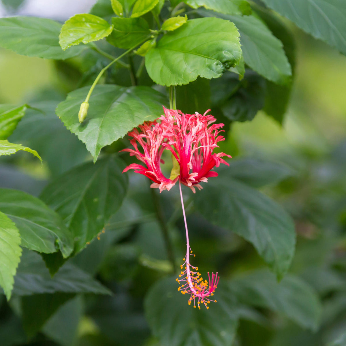 Coral Hibiscus seeds