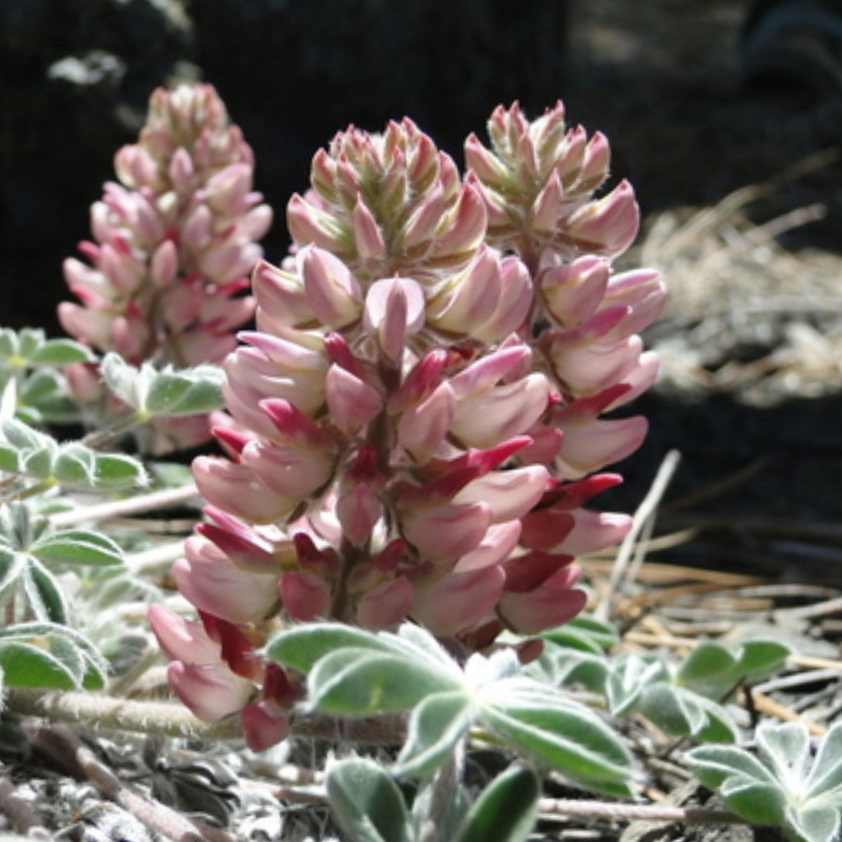 Lassics Lupine seeds