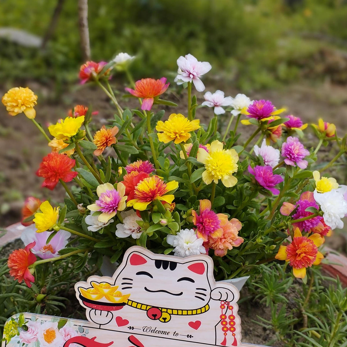 Portulaca Fairytale Series seeds