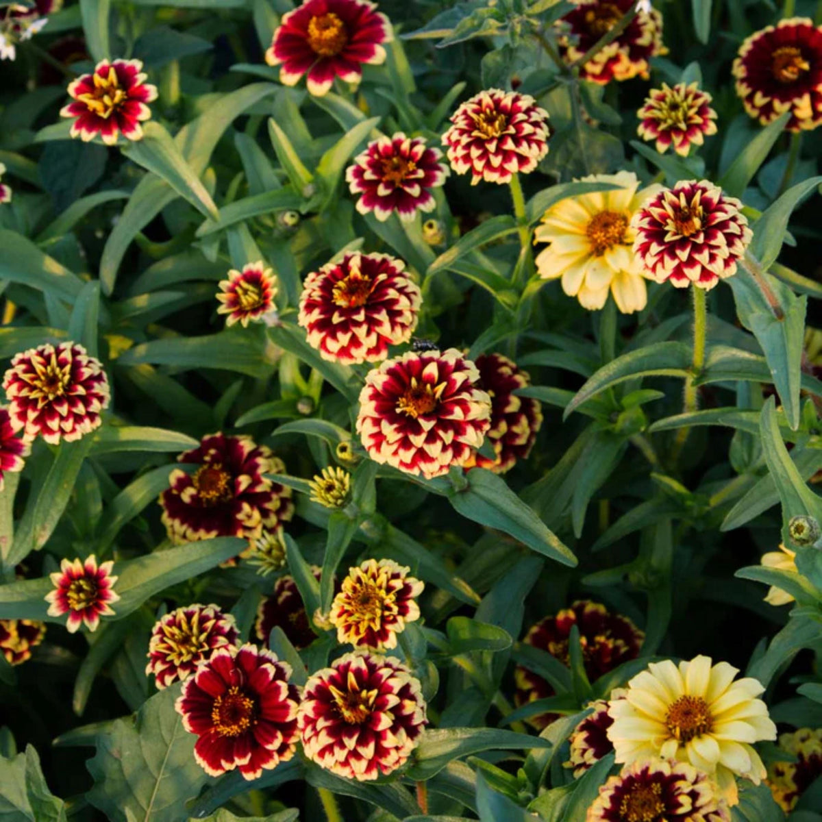 Jazzy Mix Zinnia seeds