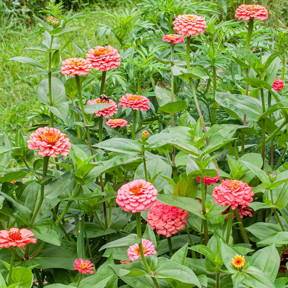 Oklahoma Salmon Zinnia seeds