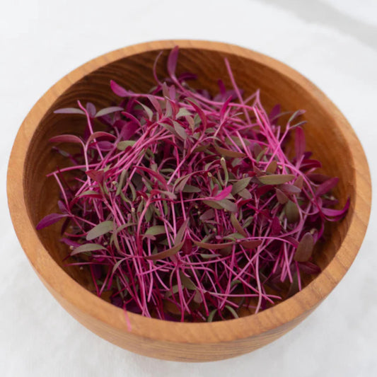 All Red Leaf Amaranth Microgreens seeds