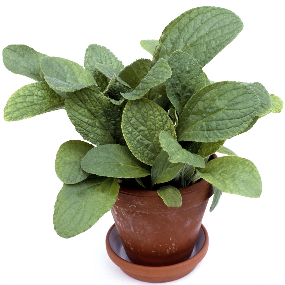 Starflower Borage seeds