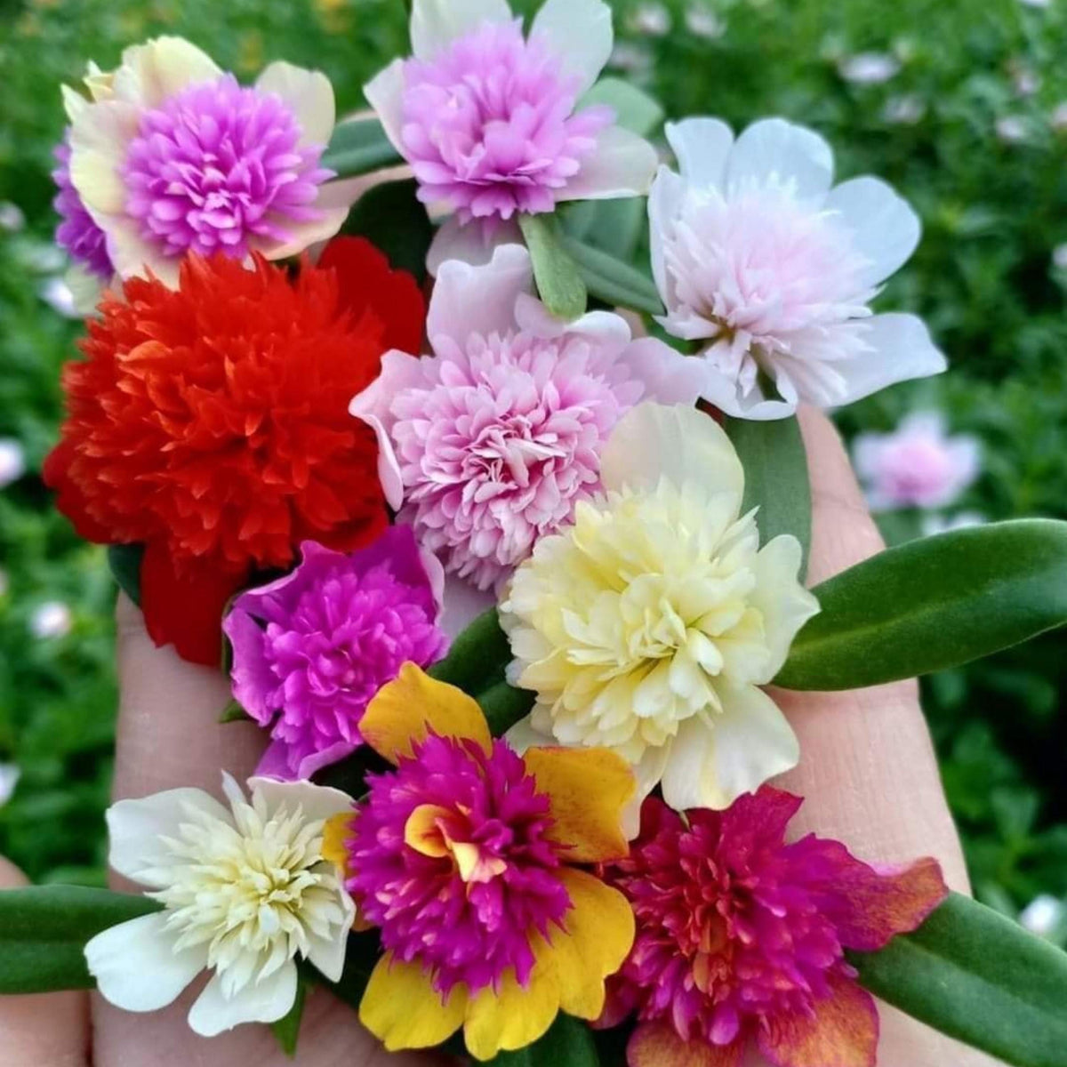 Fairytale Cinderella Purslane seeds
