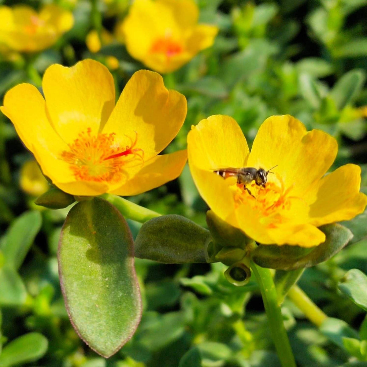 PortoGrande Yellow Portulaca seeds