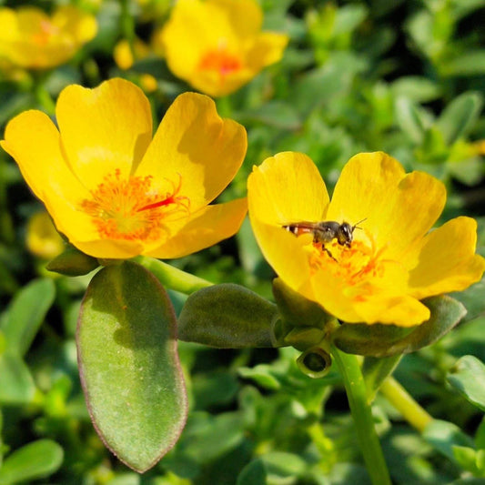 PortoGrande Yellow Portulaca seeds