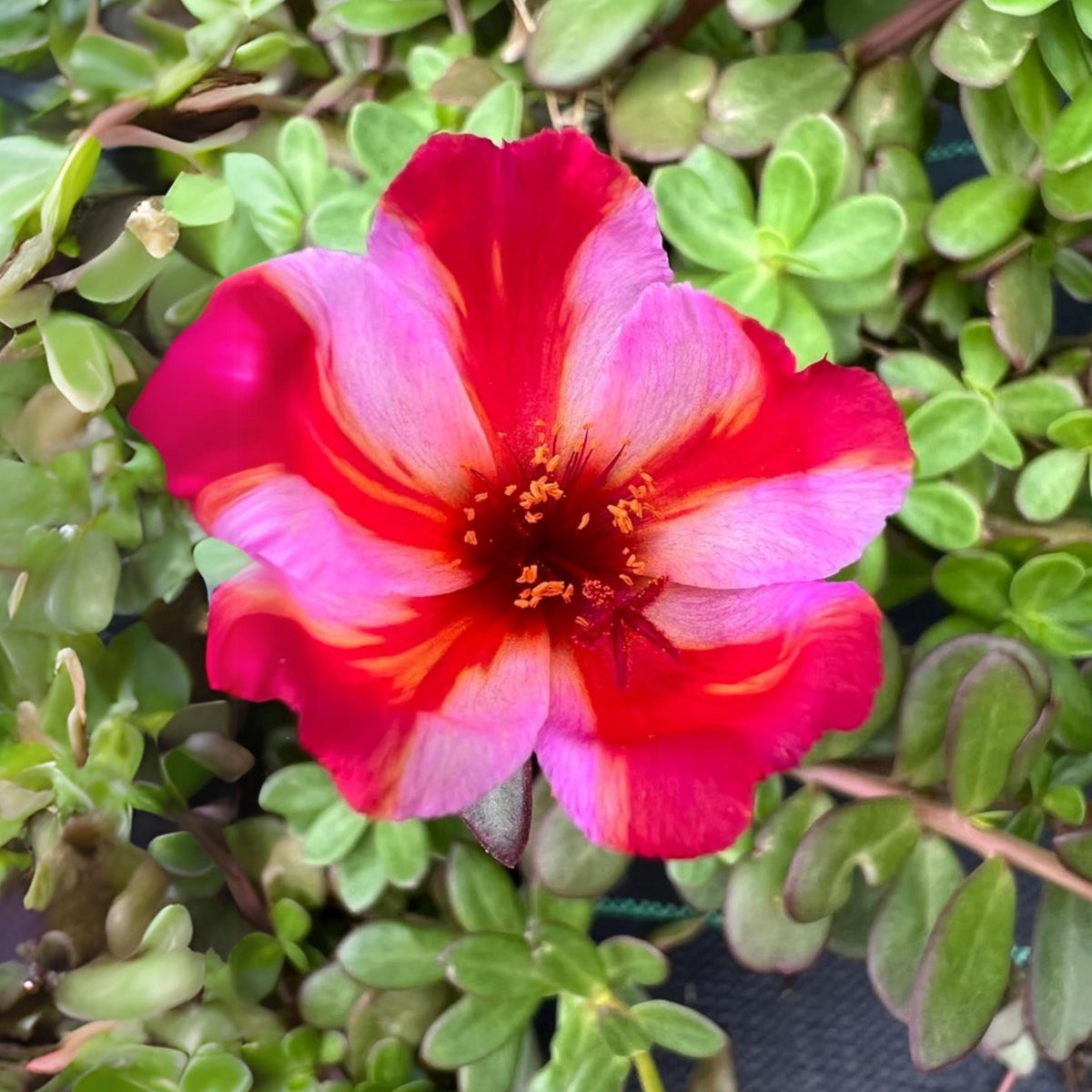 Red and Pink Purslane seeds