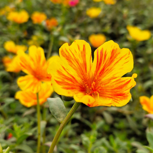 Striped Yellow Red Purslane seeds