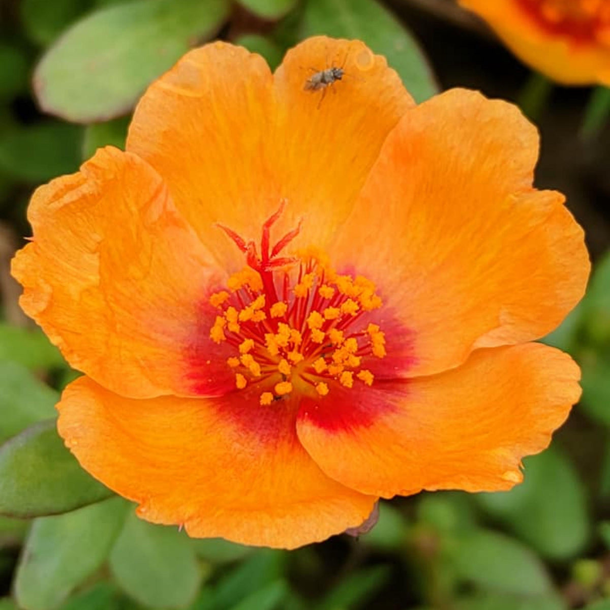 Orange Delight Purslane seeds