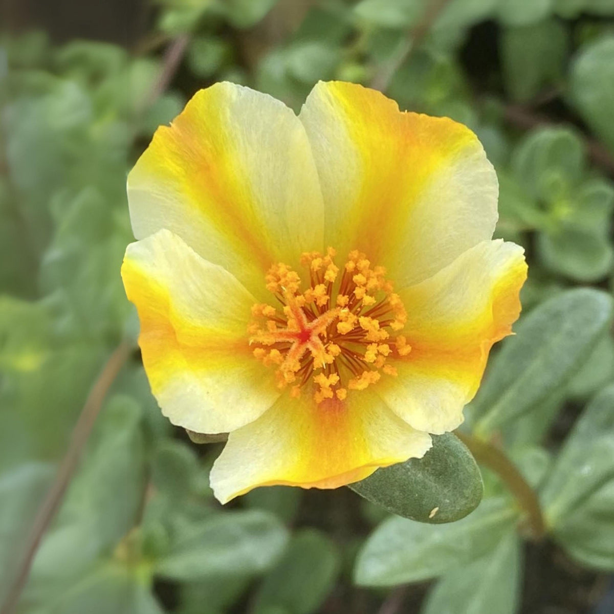 Sunlit Yellow White Purslane seeds