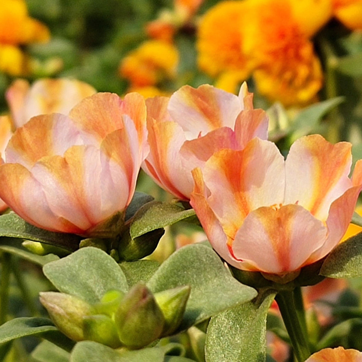 Orange White Starburst Purslane seeds