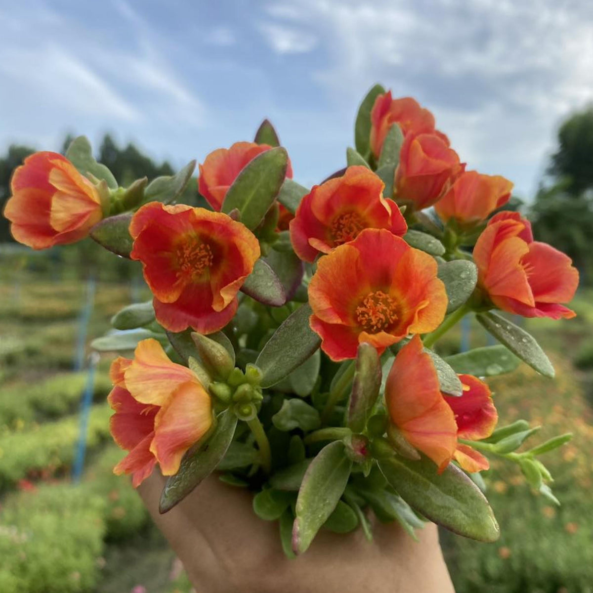 Fiery Red Yellow Gradient Purslane seeds