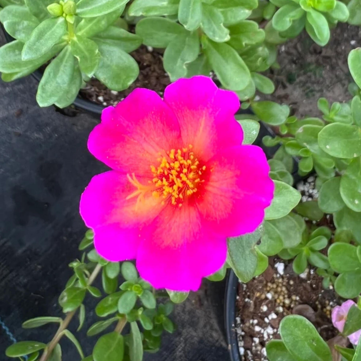 Fuchsia Sunset Purslane seeds