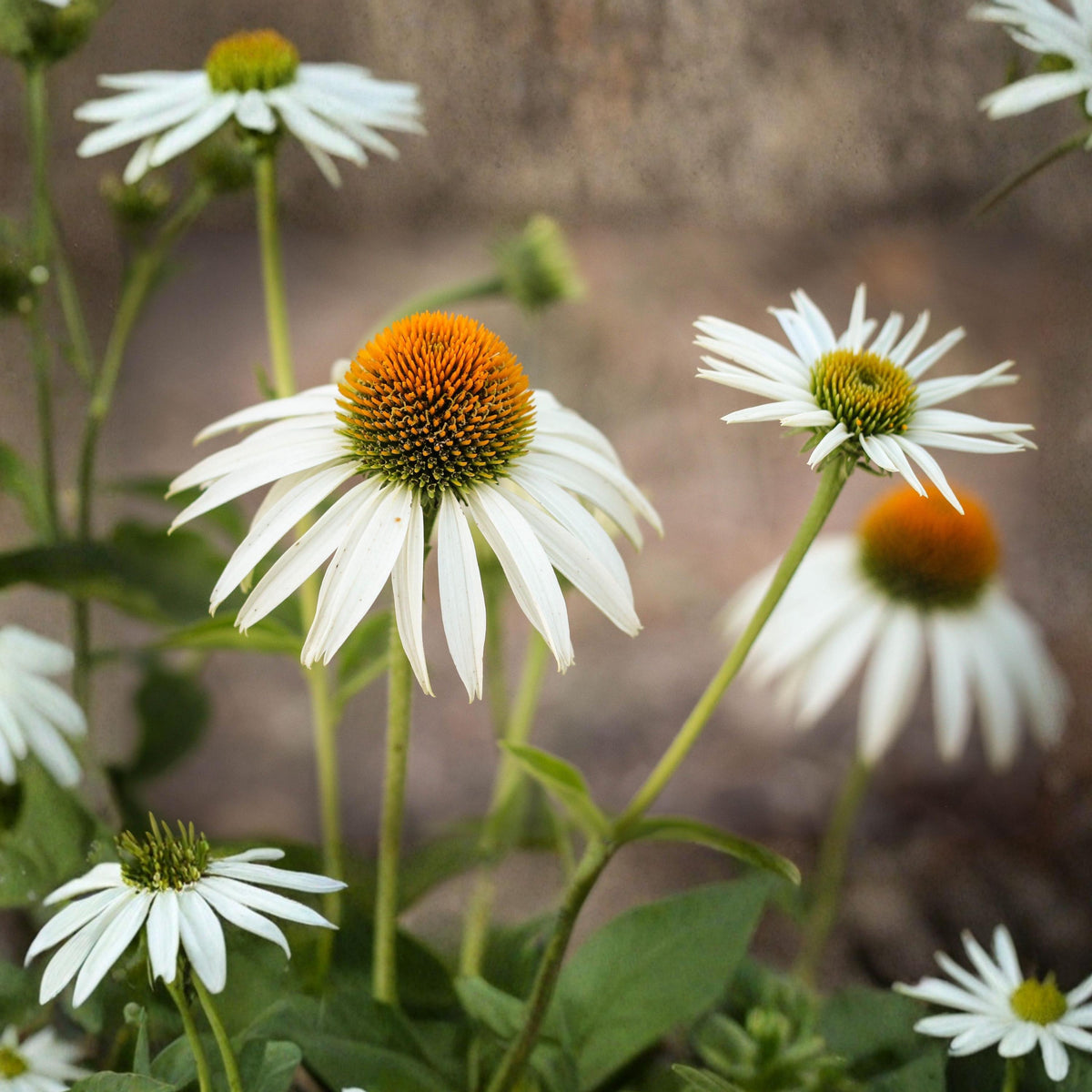 PowWow White Echinacea seeds