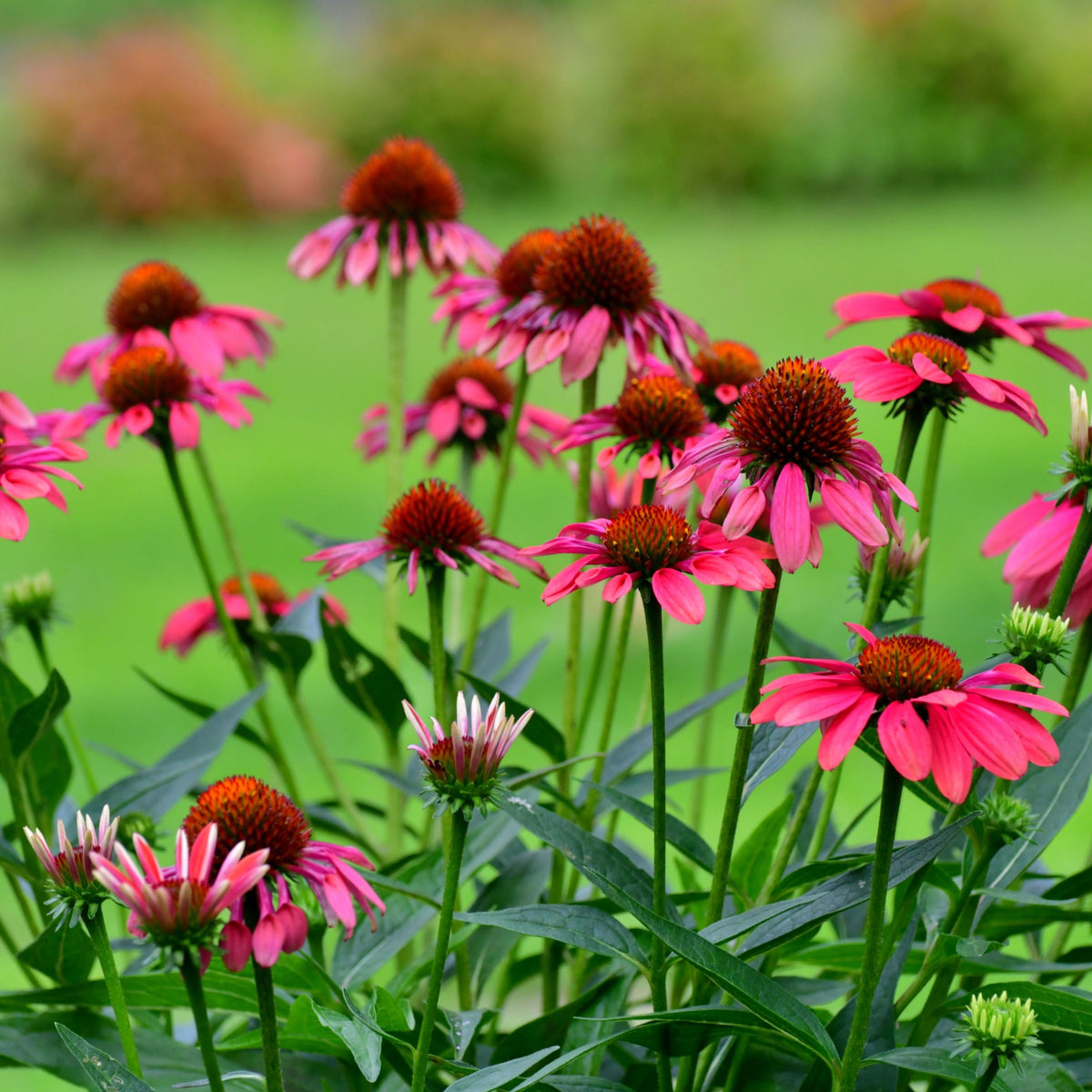 PowWow Wild Berry Echinacea seeds