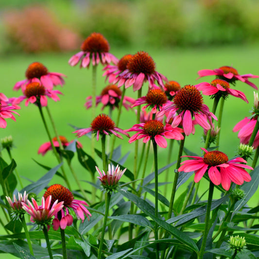 PowWow Wild Berry Echinacea seeds