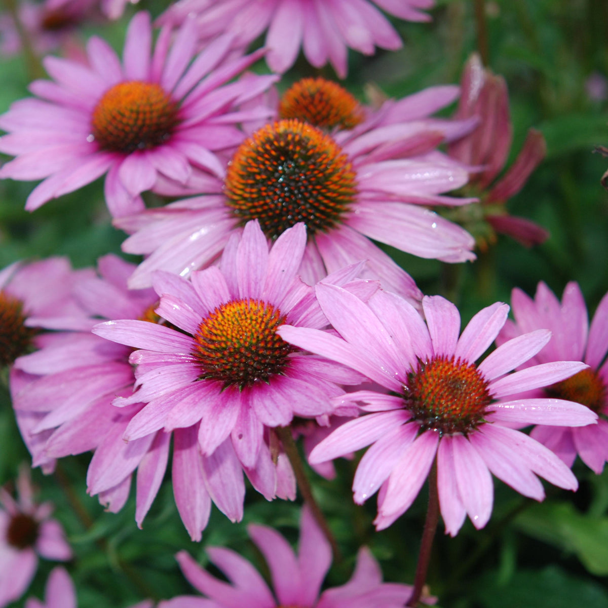 Prairie Splendor Rose Echinacea seeds