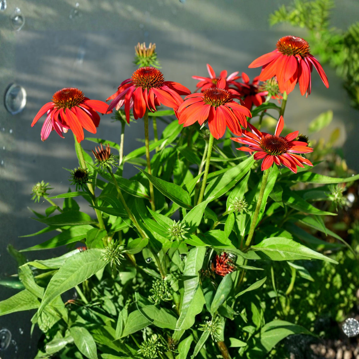 Sombrero Lemon Yellow Echinacea seeds