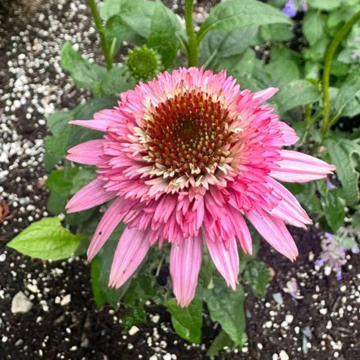 Double Pink Butterfly Kisses Echinacea seeds