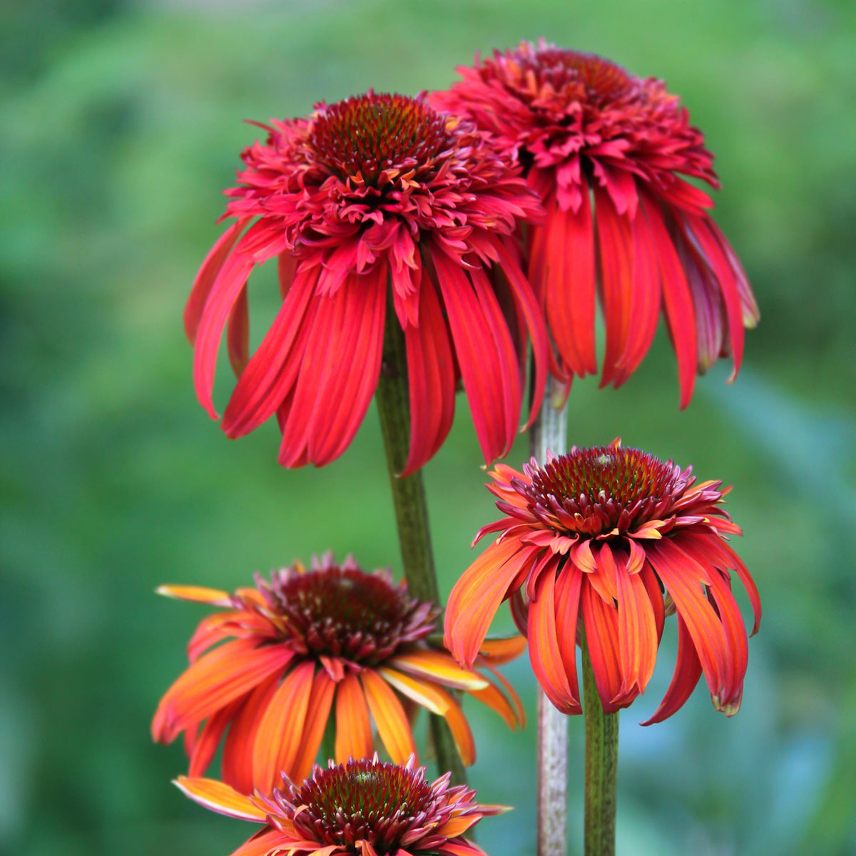Hot Papaya Echinacea seeds