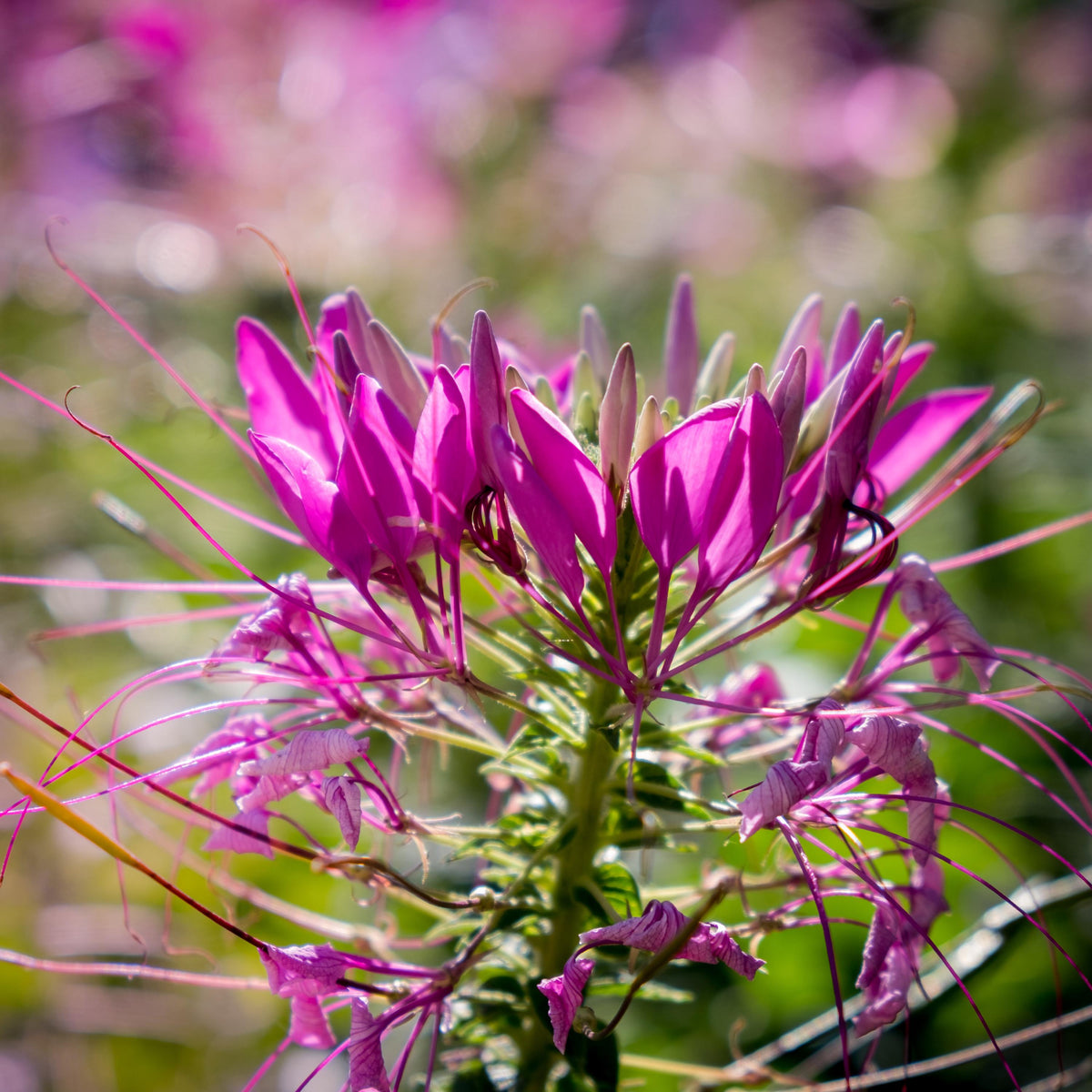 Violet Queen Cleome seeds