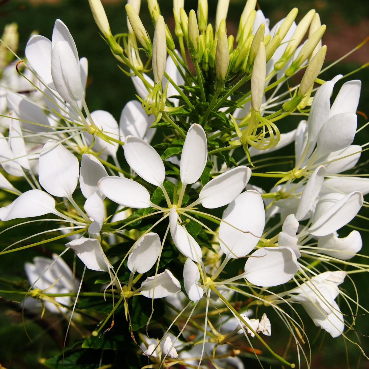 Helen Campbell Cleome seeds