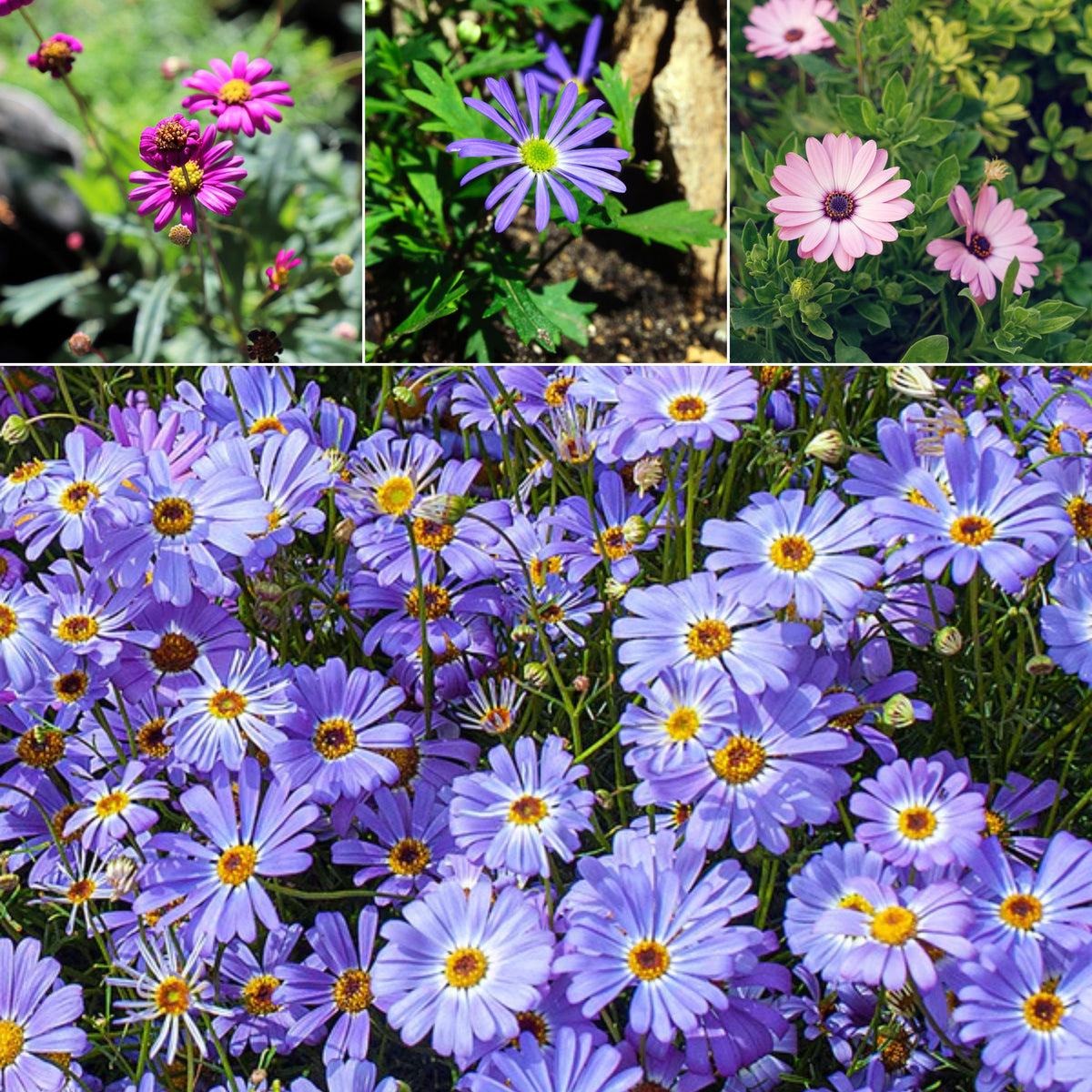 Splendor Mix Brachyscome seeds