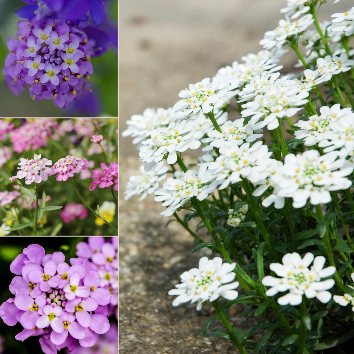 Dwarf Fairy Mix Candytuft seeds