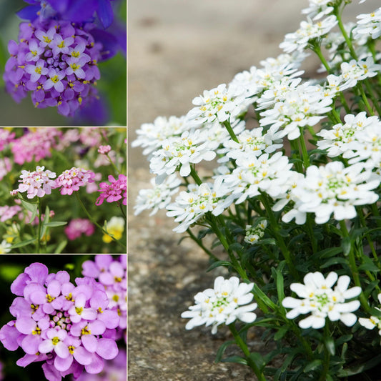 Dwarf Fairy Mix Candytuft seeds