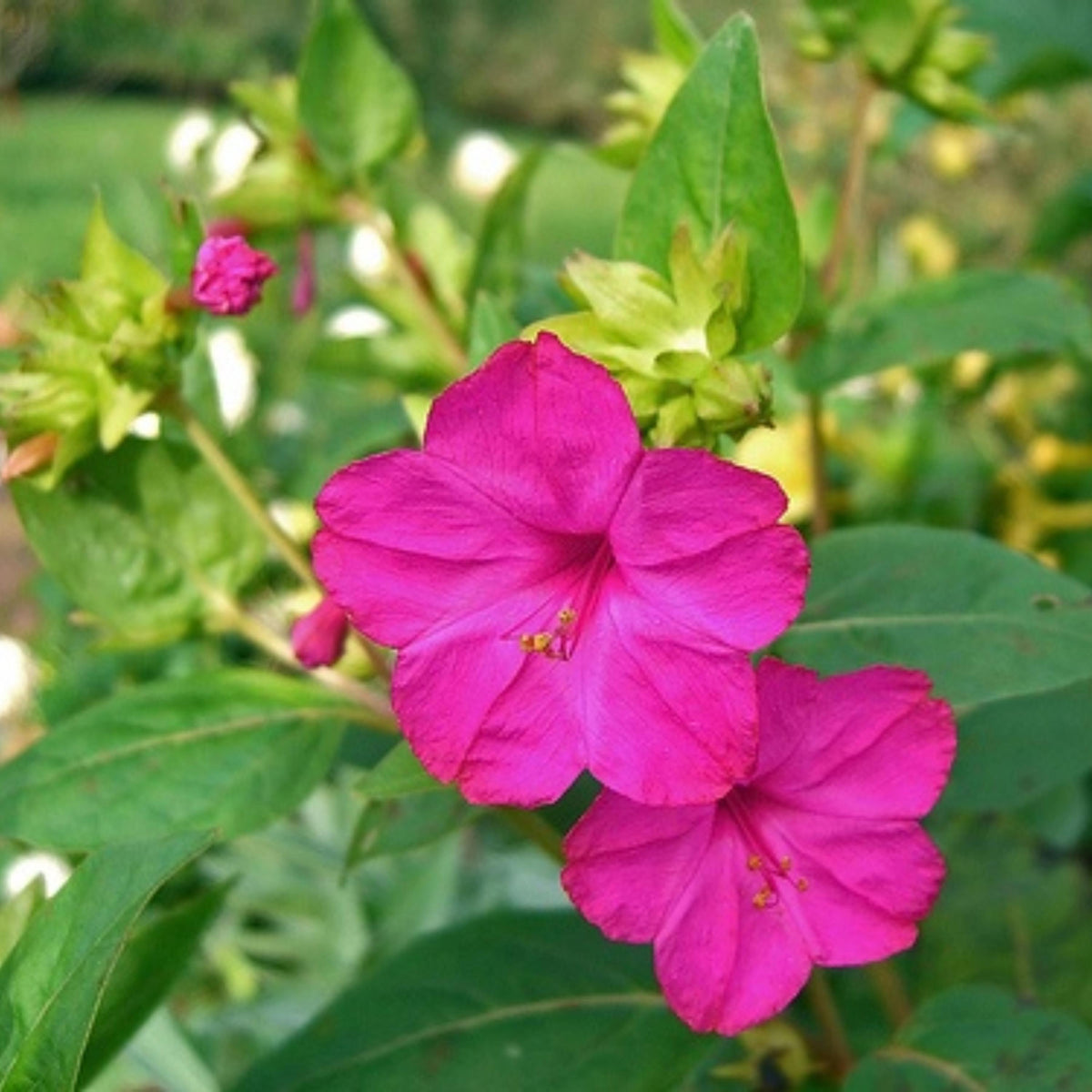 Pink Four O'Clocks seeds