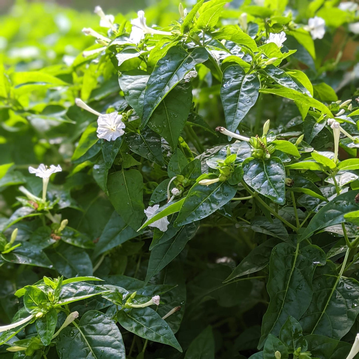White Four O'Clocks seeds