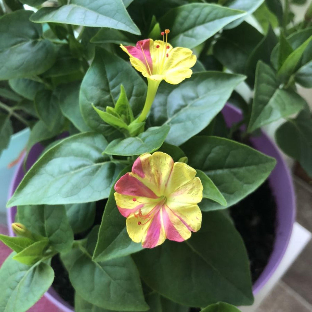 Bi-Color Four O'Clocks seeds