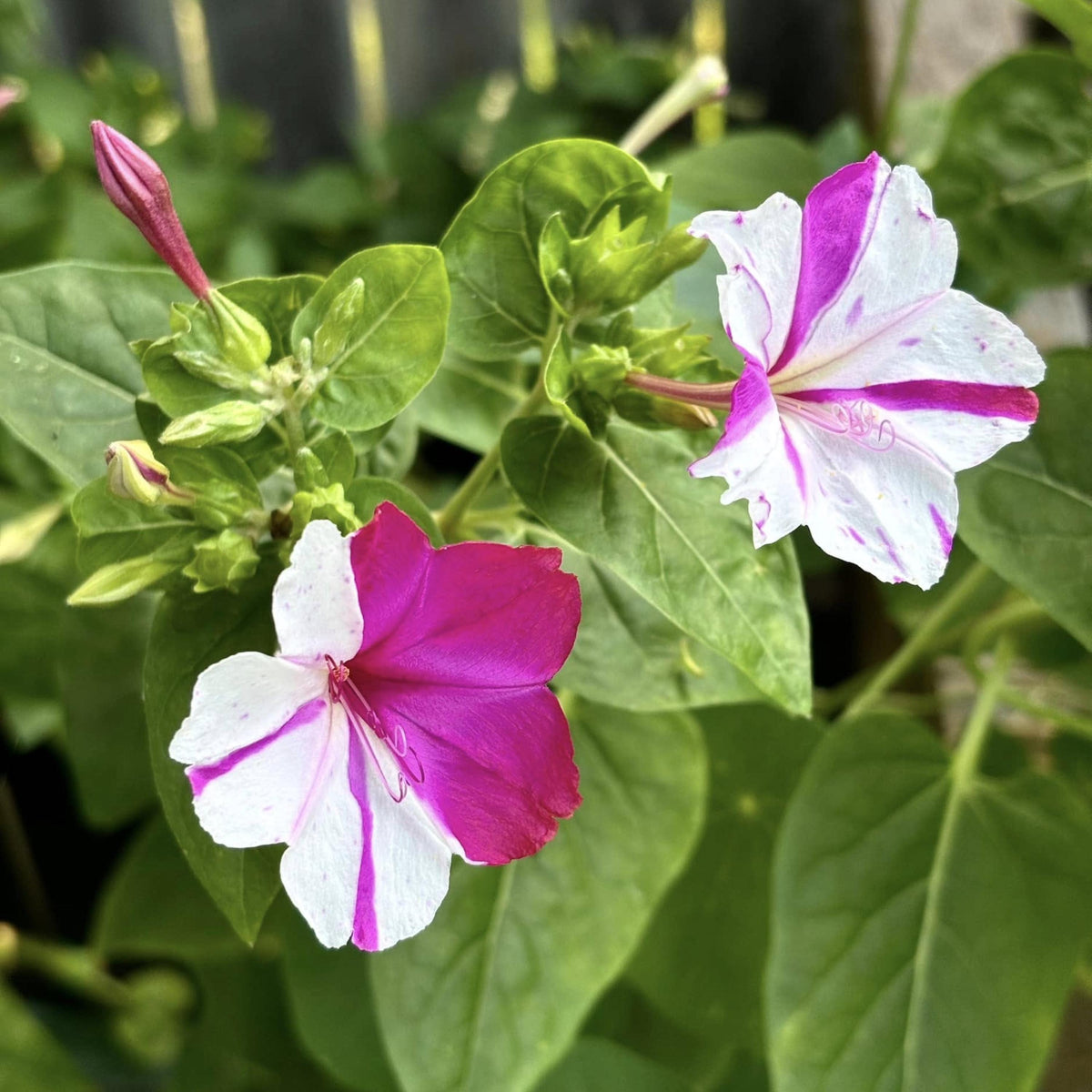 White Pink Four O'Clocks seeds