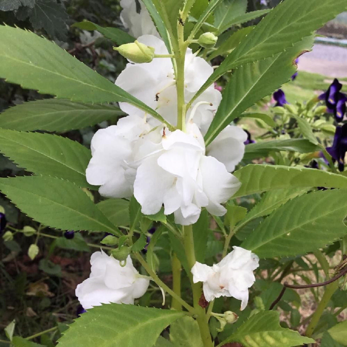White Balsam seeds