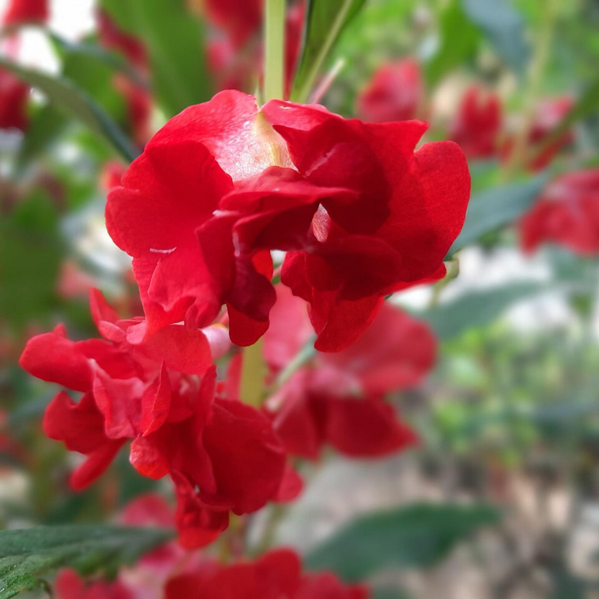 Red Garden Balsam seeds