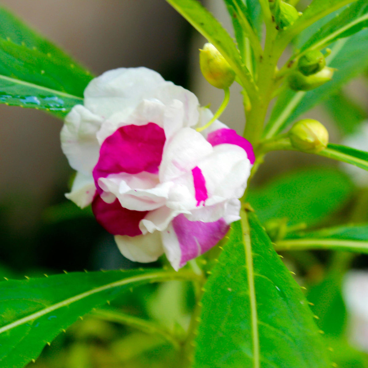White Violet Double Balsam seeds