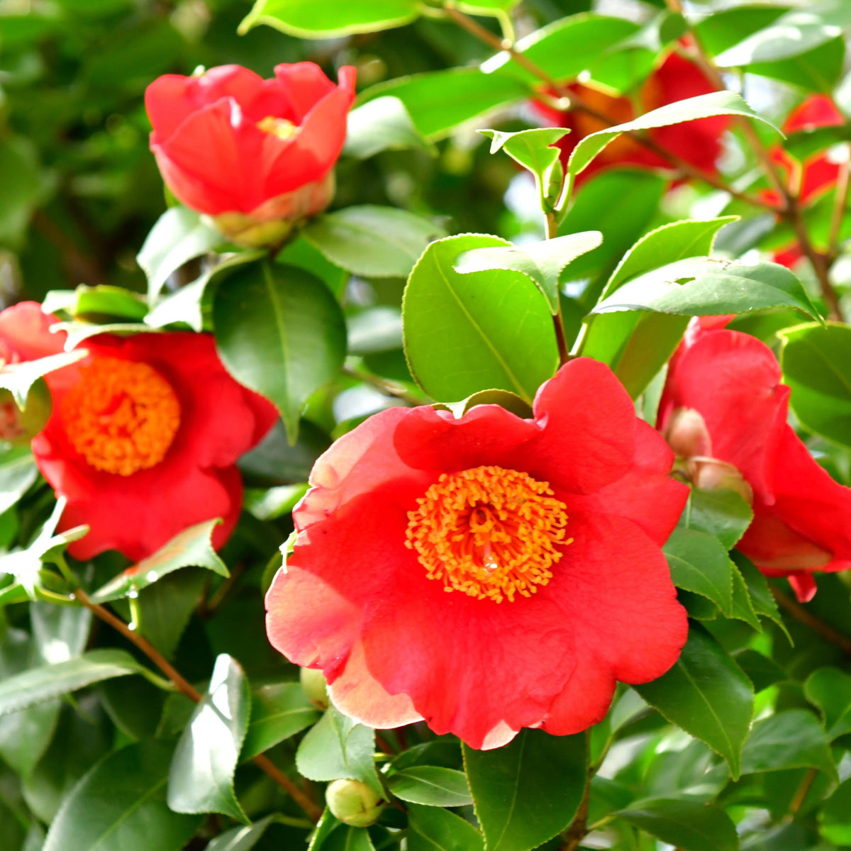 Hokkaido Red Camellia seeds