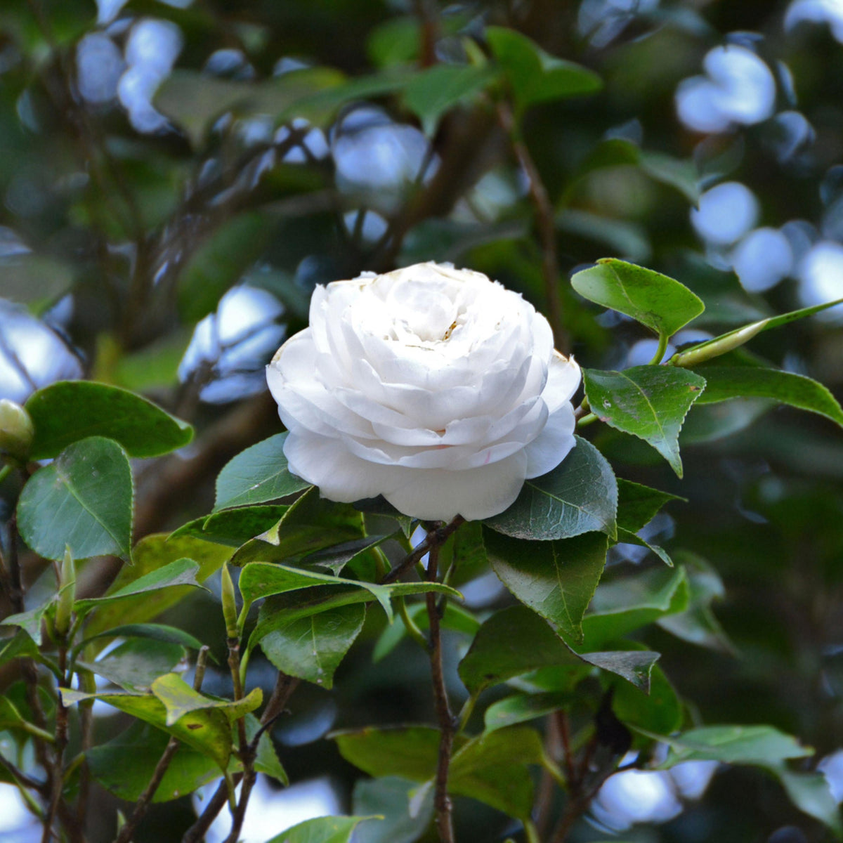 White By The Gate Camellia seeds